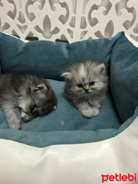 Chinchilla, Kedi  maya fotoğrafı