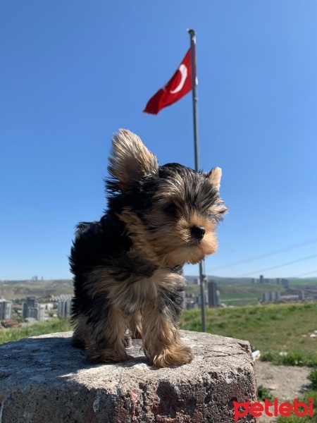 Yorkshire Terrier, Köpek  yoda fotoğrafı
