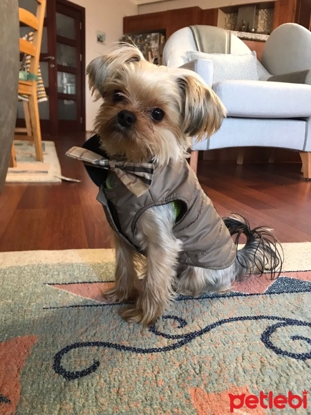 Yorkshire Terrier, Köpek  yoda fotoğrafı