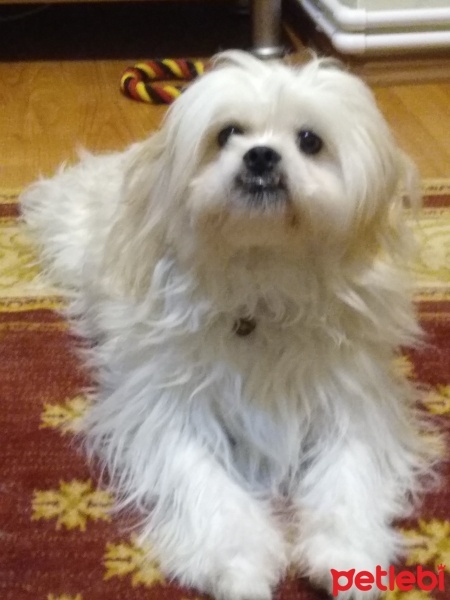 Maltese, Köpek  Baxi fotoğrafı