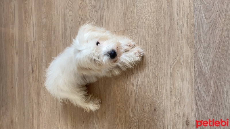Maltese, Köpek  Kuki fotoğrafı