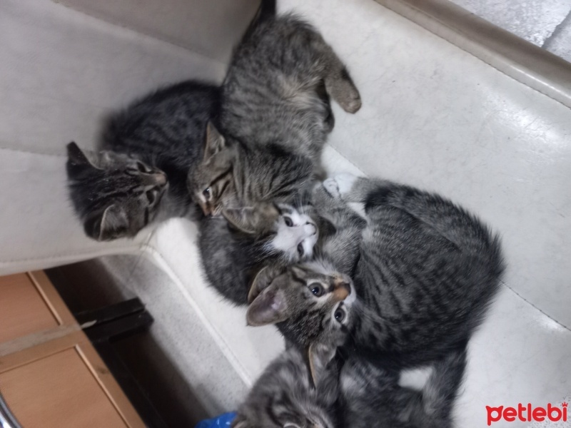 Tekir Kedi, Kedi  Minnoşum fotoğrafı