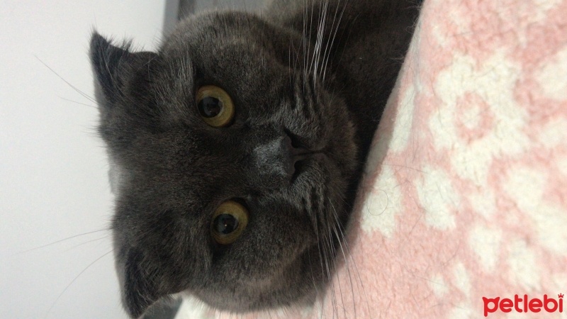 Scottish Fold, Kedi  Loki fotoğrafı