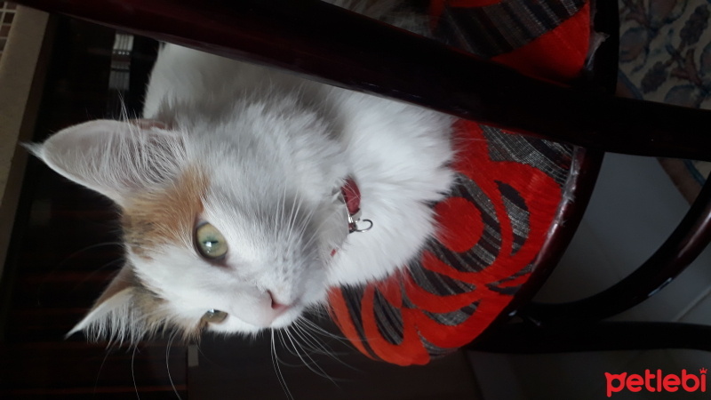 Tekir Kedi, Kedi  Pamuk fotoğrafı