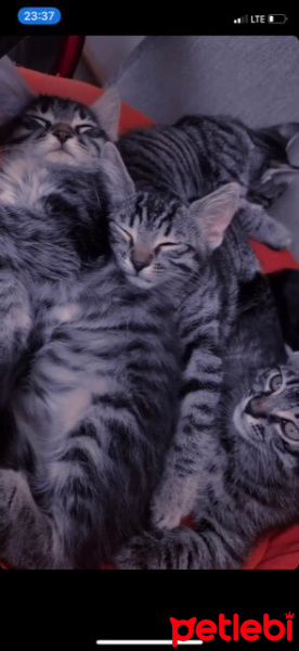 Tekir Kedi, Kedi  Minnoşlarım fotoğrafı