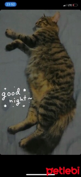 Tekir Kedi, Kedi  Minnoşlarım fotoğrafı