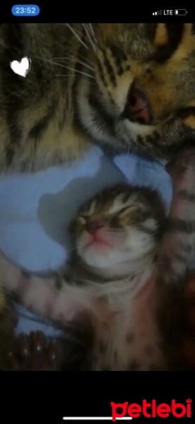 Tekir Kedi, Kedi  Minnoşlarım fotoğrafı