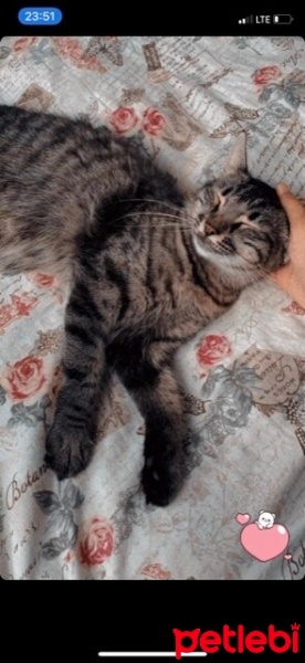 Tekir Kedi, Kedi  Minnoşlarım fotoğrafı