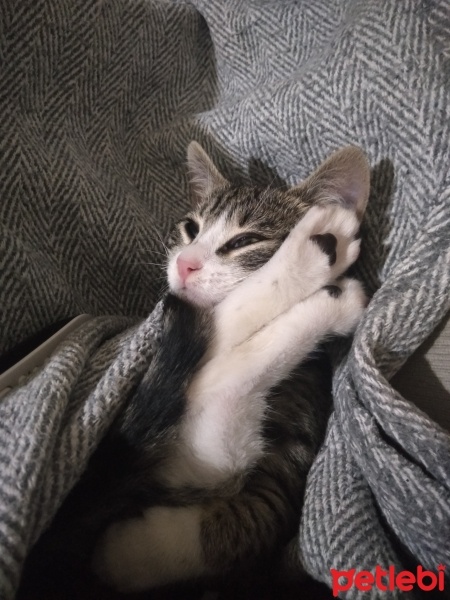 Tekir Kedi, Kedi  pati fotoğrafı