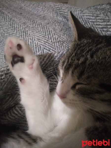 Tekir Kedi, Kedi  pati fotoğrafı