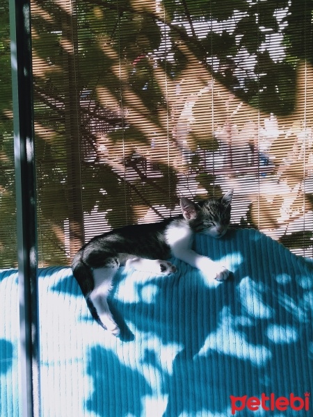 Tekir Kedi, Kedi  pati fotoğrafı