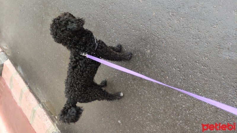 Poodle(Standart Kaniş), Köpek  jango fotoğrafı