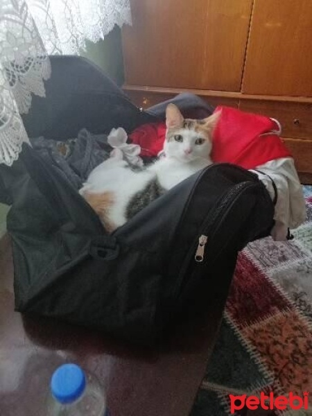 Tekir Kedi, Kedi  Pamuk fotoğrafı