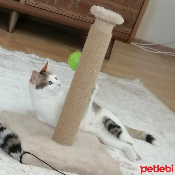 Tekir Kedi, Kedi  Pamuk fotoğrafı