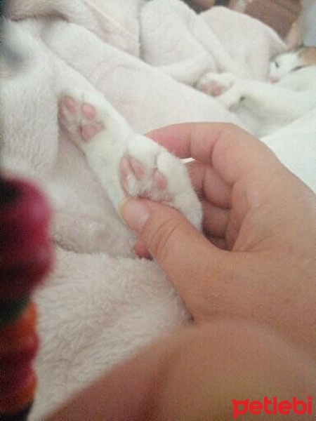 Tekir Kedi, Kedi  Pamuk fotoğrafı