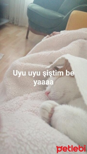 Tekir Kedi, Kedi  Pamuk fotoğrafı