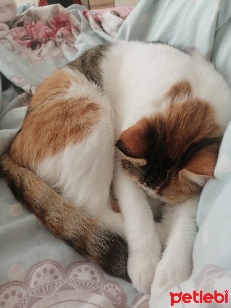 Tekir Kedi, Kedi  Pamuk fotoğrafı