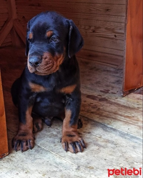 Doberman Pinscher, Köpek  Harvi fotoğrafı