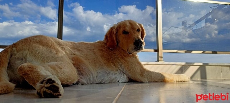 Golden Retriever, Köpek  Tarçın fotoğrafı