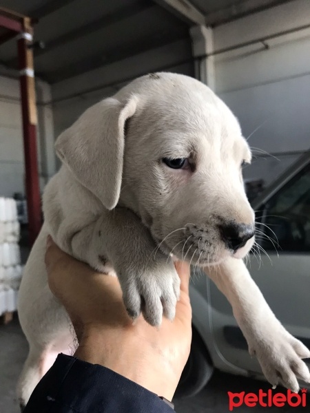 Dogo Arjantin, Köpek  Zeyna fotoğrafı
