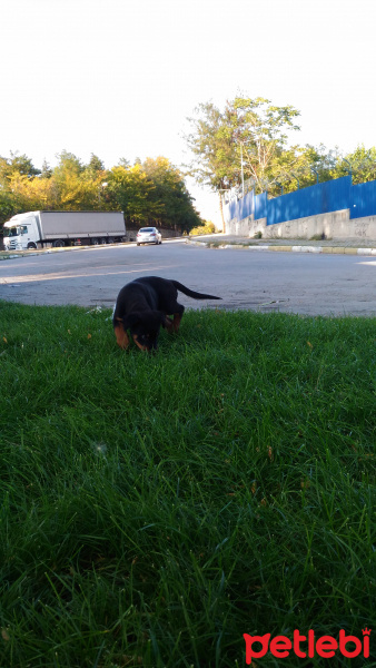 Rottweiler, Köpek  Roys fotoğrafı
