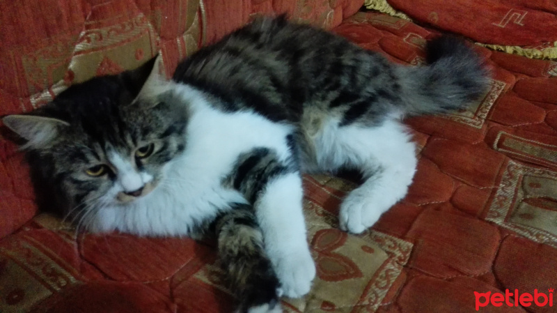 Tekir Kedi, Kedi  Badem fotoğrafı