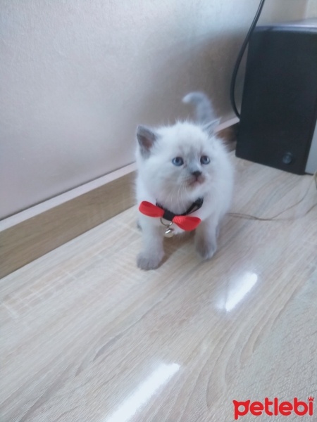 Colorpoint Shorthair, Kedi  Bal fotoğrafı