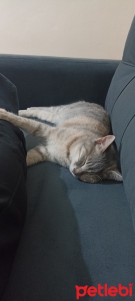 Tekir Kedi, Kedi  Suzan fotoğrafı
