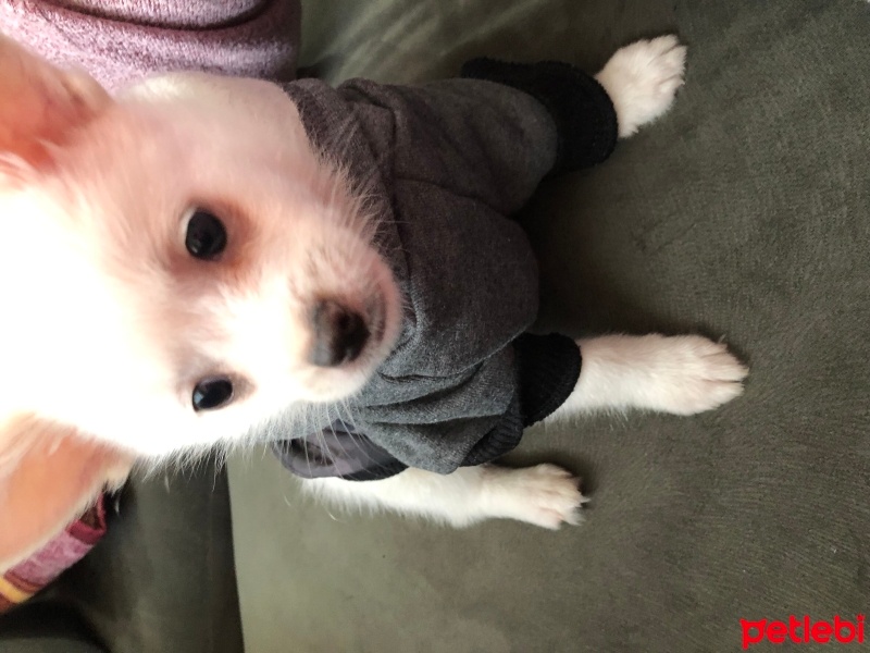 Pomeranyalı, Köpek  Tedy fotoğrafı