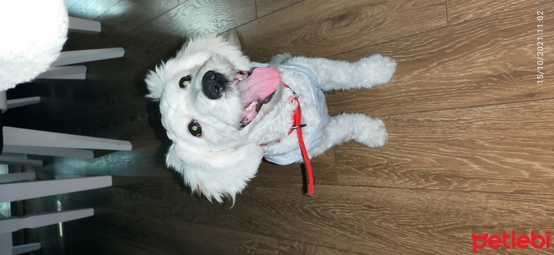 Maltese, Köpek  Yujin fotoğrafı
