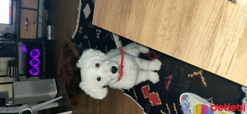Maltese, Köpek  Yujin fotoğrafı