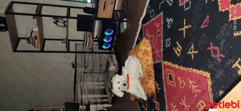 Maltese, Köpek  Yujin fotoğrafı