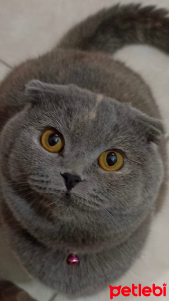 Scottish Fold, Kedi  Schatz fotoğrafı