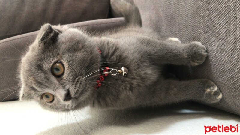 Scottish Fold, Kedi  Schatz fotoğrafı