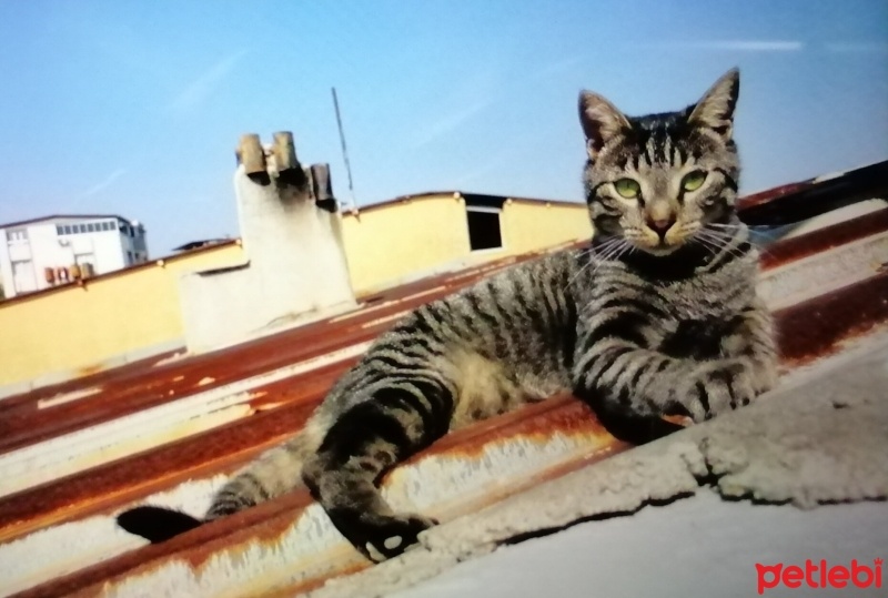 Tekir Kedi, Kedi  Tekir fotoğrafı