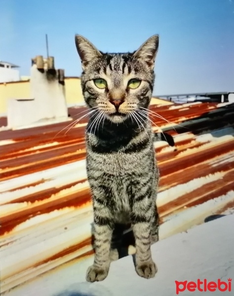 Tekir Kedi, Kedi  Tekir fotoğrafı