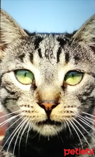 Tekir Kedi, Kedi  Tekir fotoğrafı
