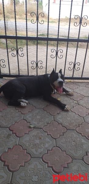 Amerikan Pitbull Terrier, Köpek  Tony fotoğrafı