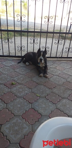 Amerikan Pitbull Terrier, Köpek  Tony fotoğrafı