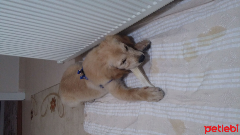 Golden Retriever, Köpek  paşa fotoğrafı