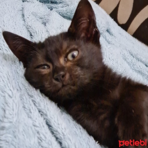Bombay, Kedi  Lucifer fotoğrafı