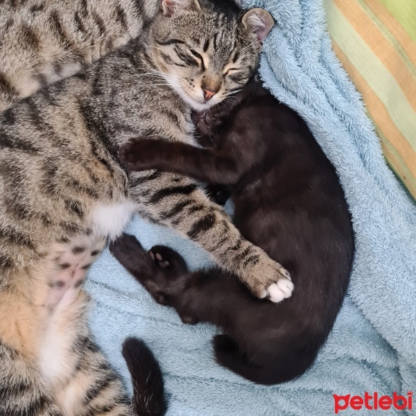 Bombay, Kedi  Lucifer fotoğrafı