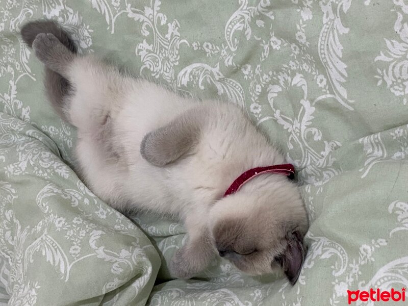 British Shorthair, Kedi  Mia fotoğrafı