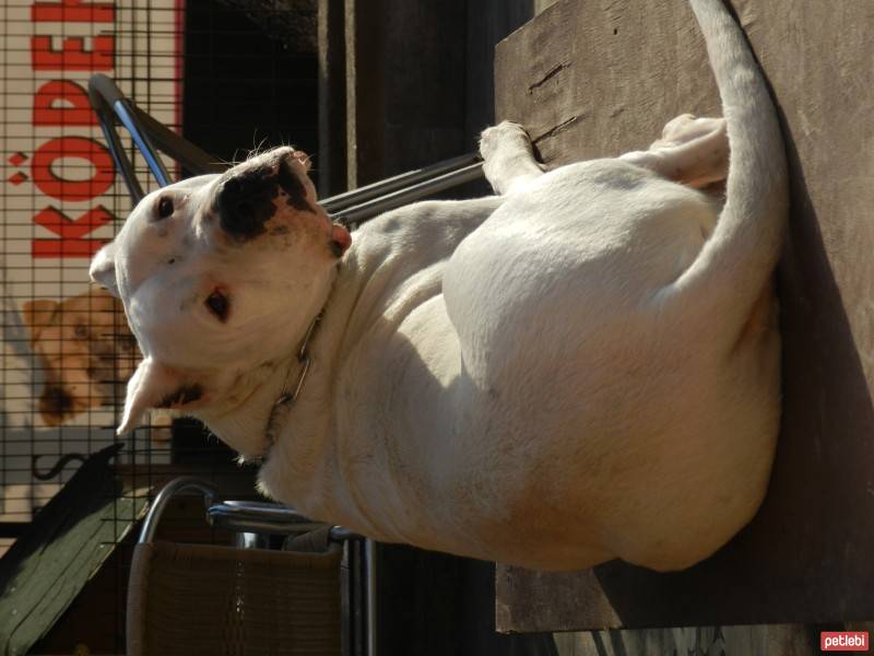 Dogo Arjantin, Köpek  Reis fotoğrafı