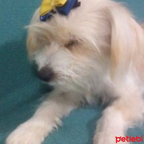 Avustralya Terrier, Köpek  Prenses fotoğrafı