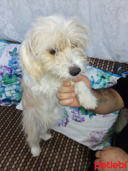 Avustralya Terrier, Köpek  Prenses fotoğrafı
