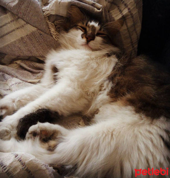 Tekir Kedi, Kedi  Patik fotoğrafı