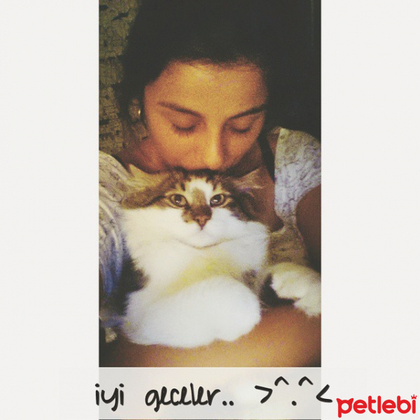 Tekir Kedi, Kedi  Patik fotoğrafı