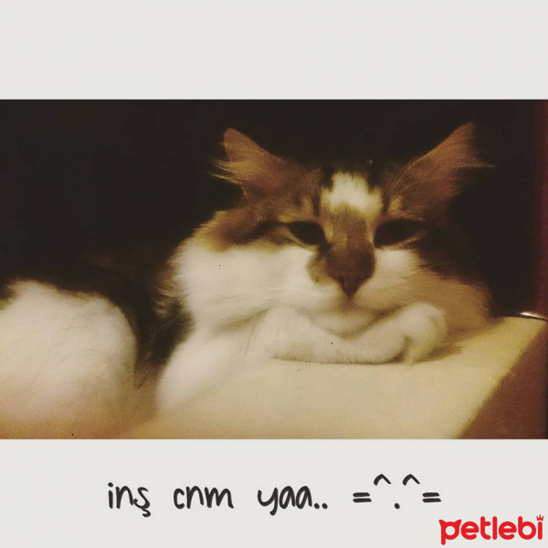 Tekir Kedi, Kedi  Patik fotoğrafı