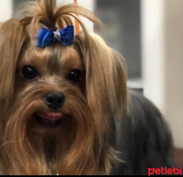 Yorkshire Terrier, Köpek  Findik cango fotoğrafı